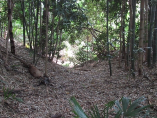 �Ô��J���فi�P�����فj