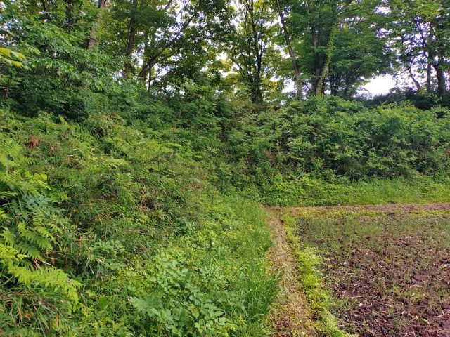 �ߐ{�_�c��