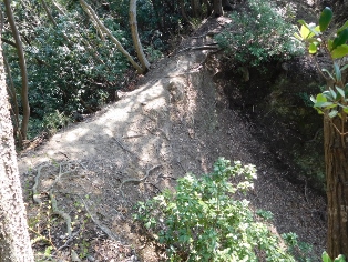 �V���x��