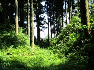 �F�s���i�����X��j